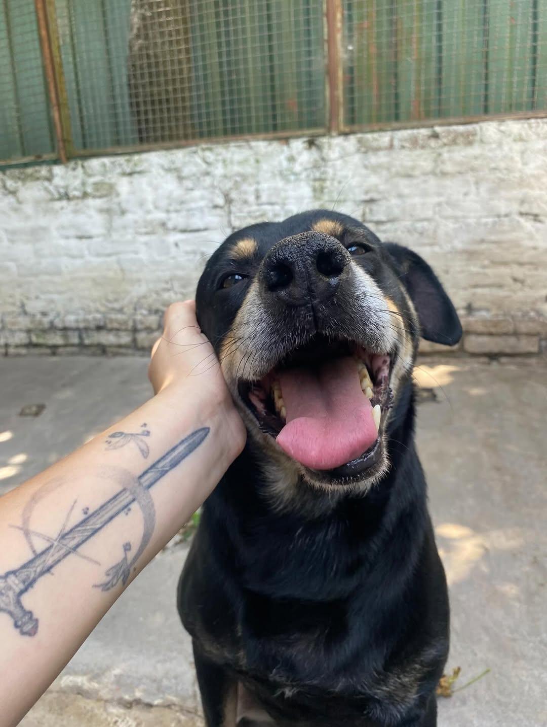 Floki (8/12)