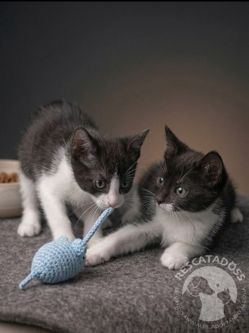 Romeo, Julieta (7/10)