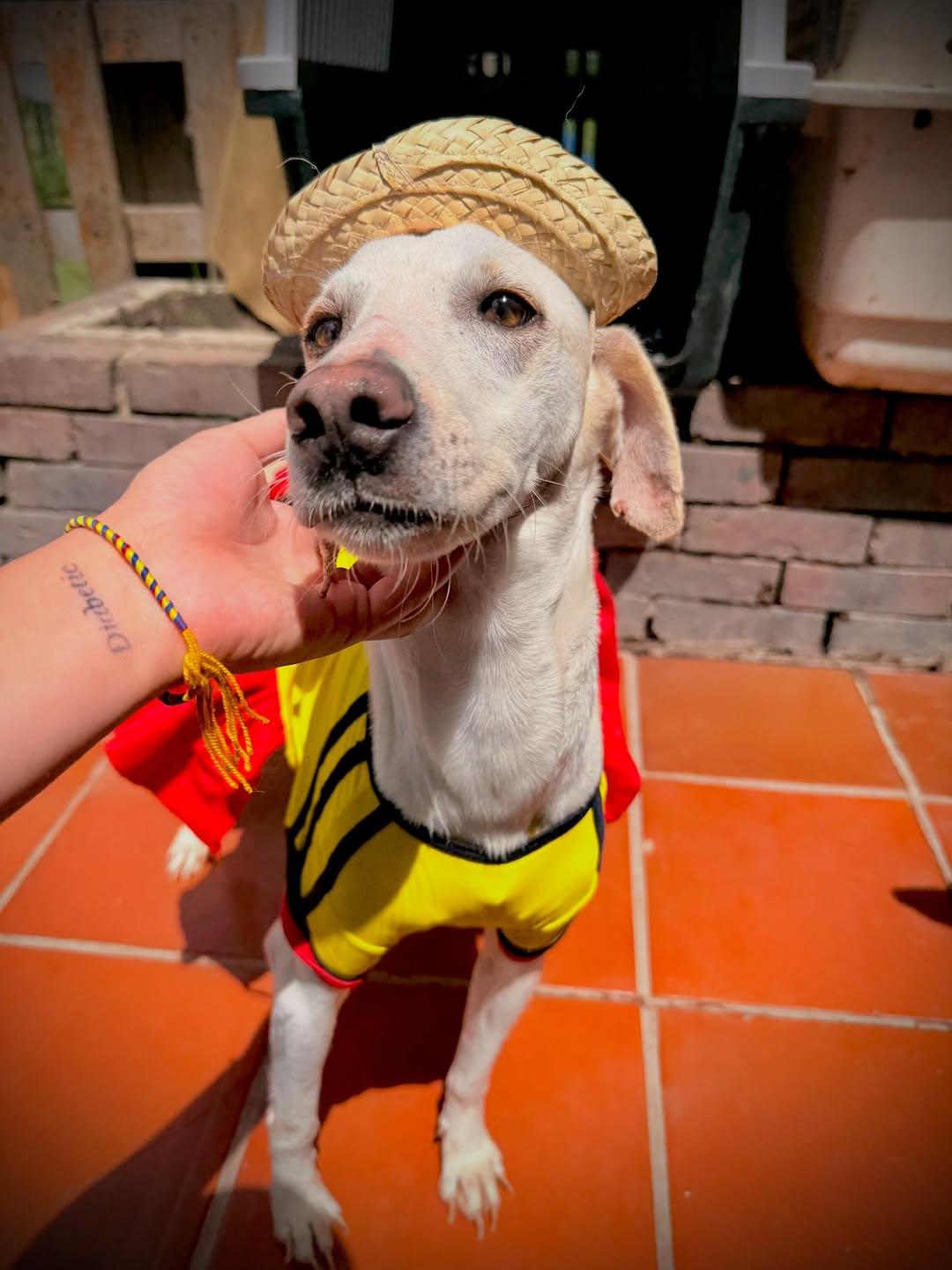 Huesitos (6/7)