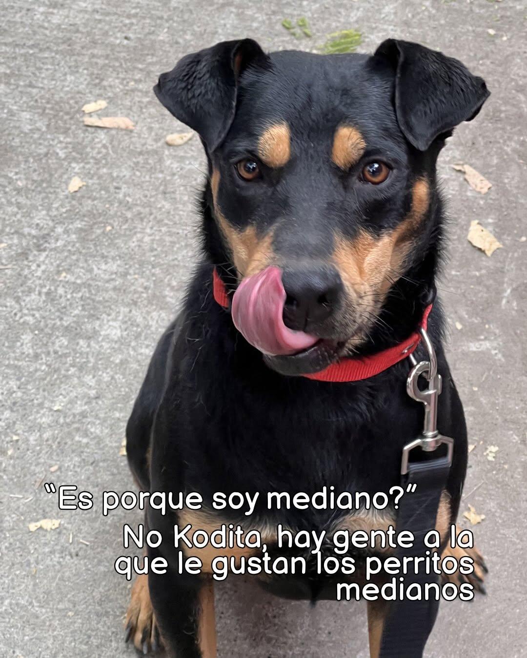 Koda (3/7)
