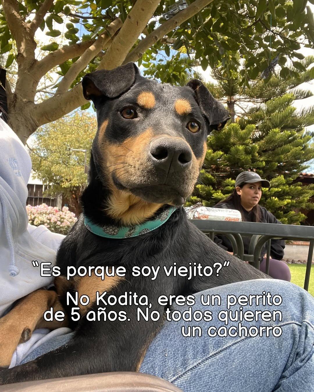 Koda (4/7)