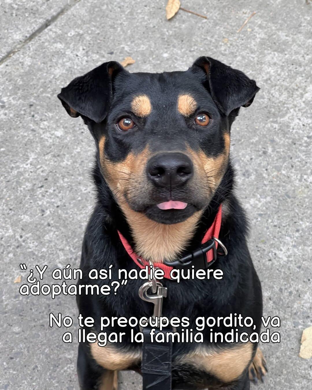 Koda (6/7)