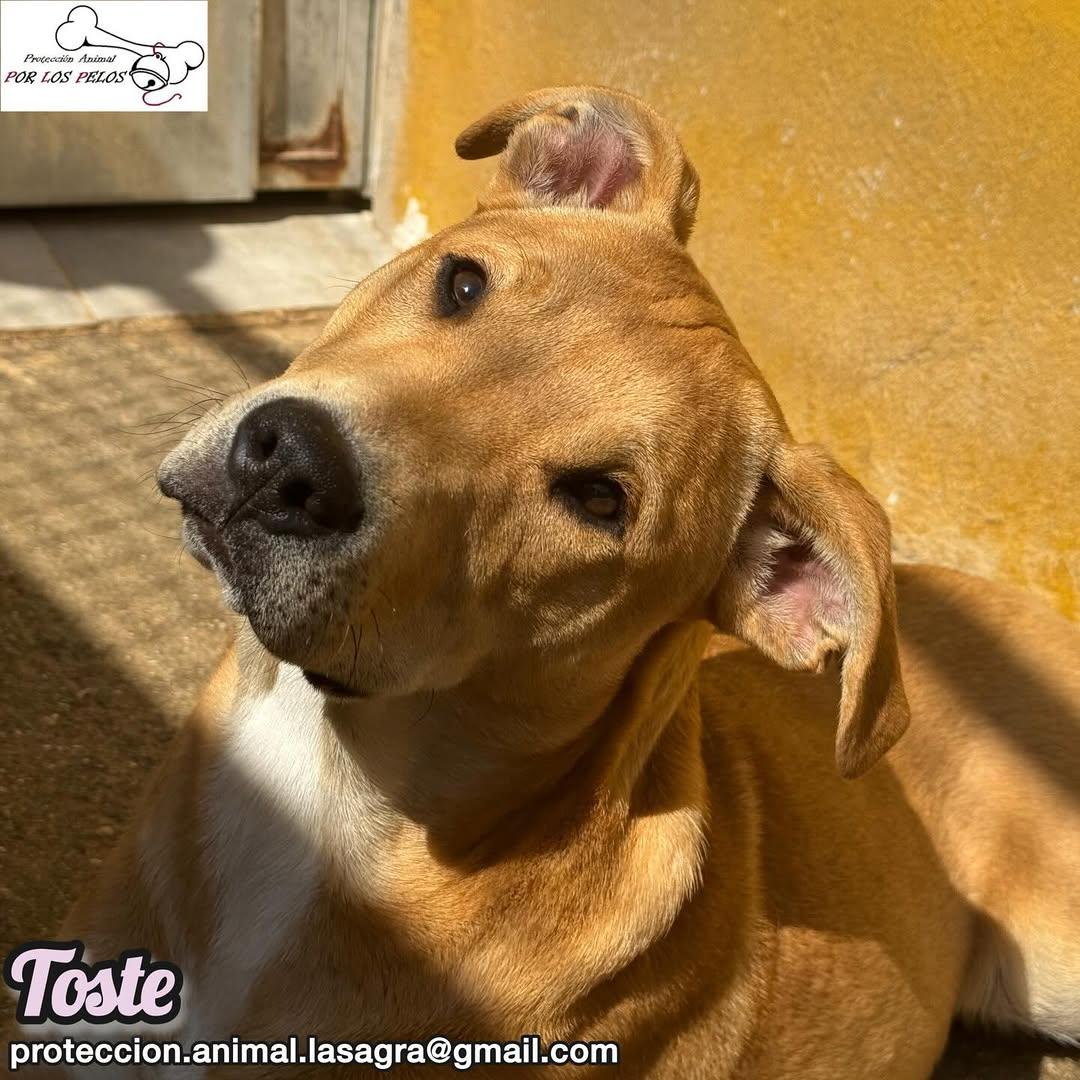 Toste, Pica (2/13)