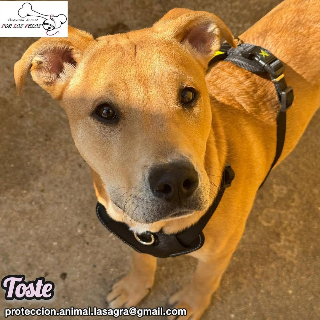 Toste, Pica (12/13)