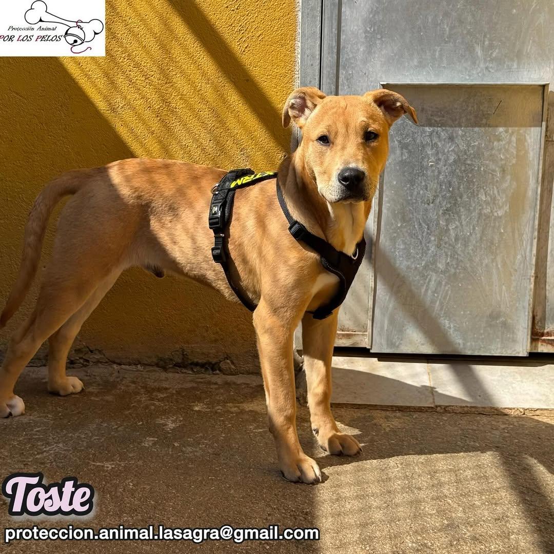 Toste, Pica (13/13)