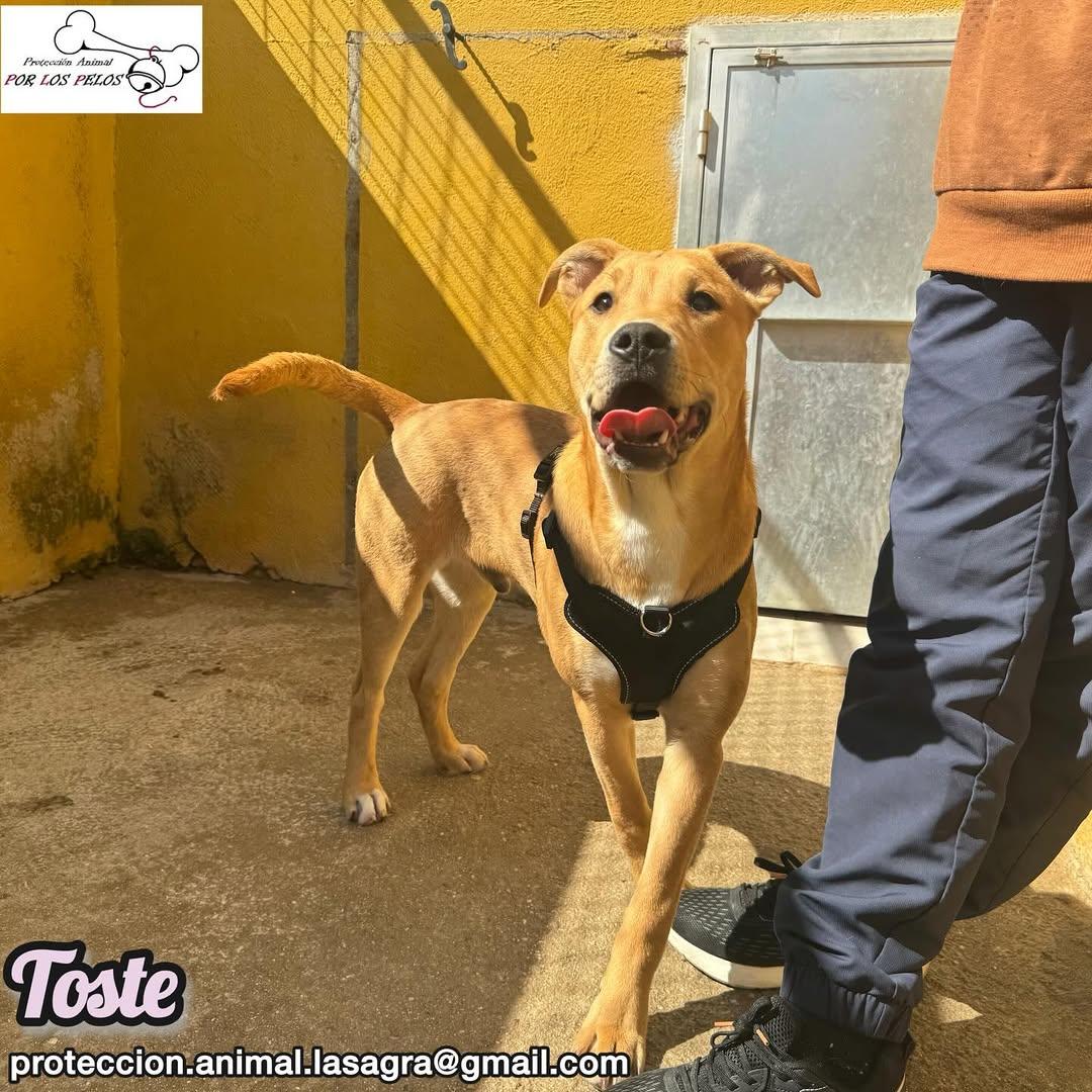 Toste, Pica (4/13)