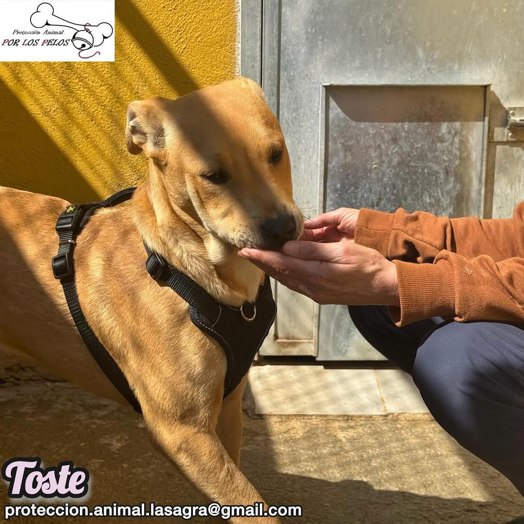 Toste, Pica (6/13)