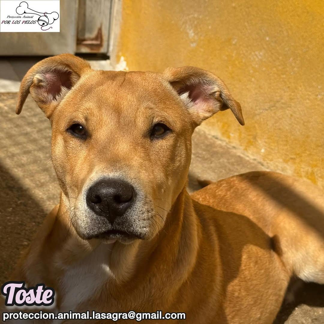 Toste, Pica (7/13)