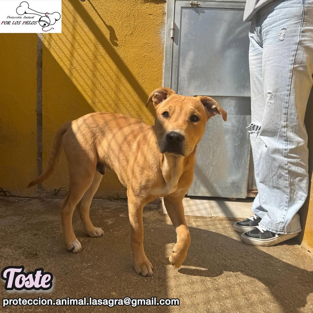 Toste, Pica (8/13)