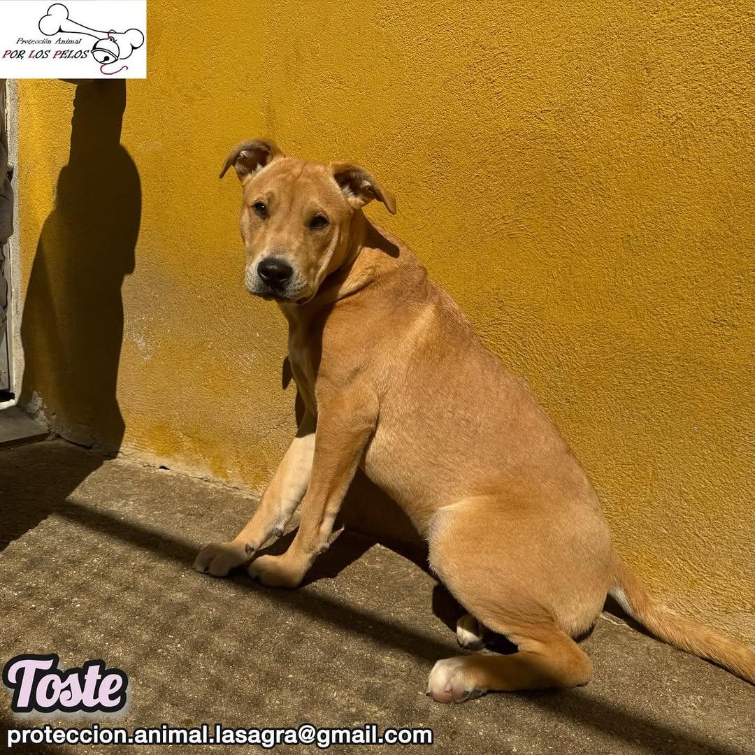 Toste, Pica (9/13)