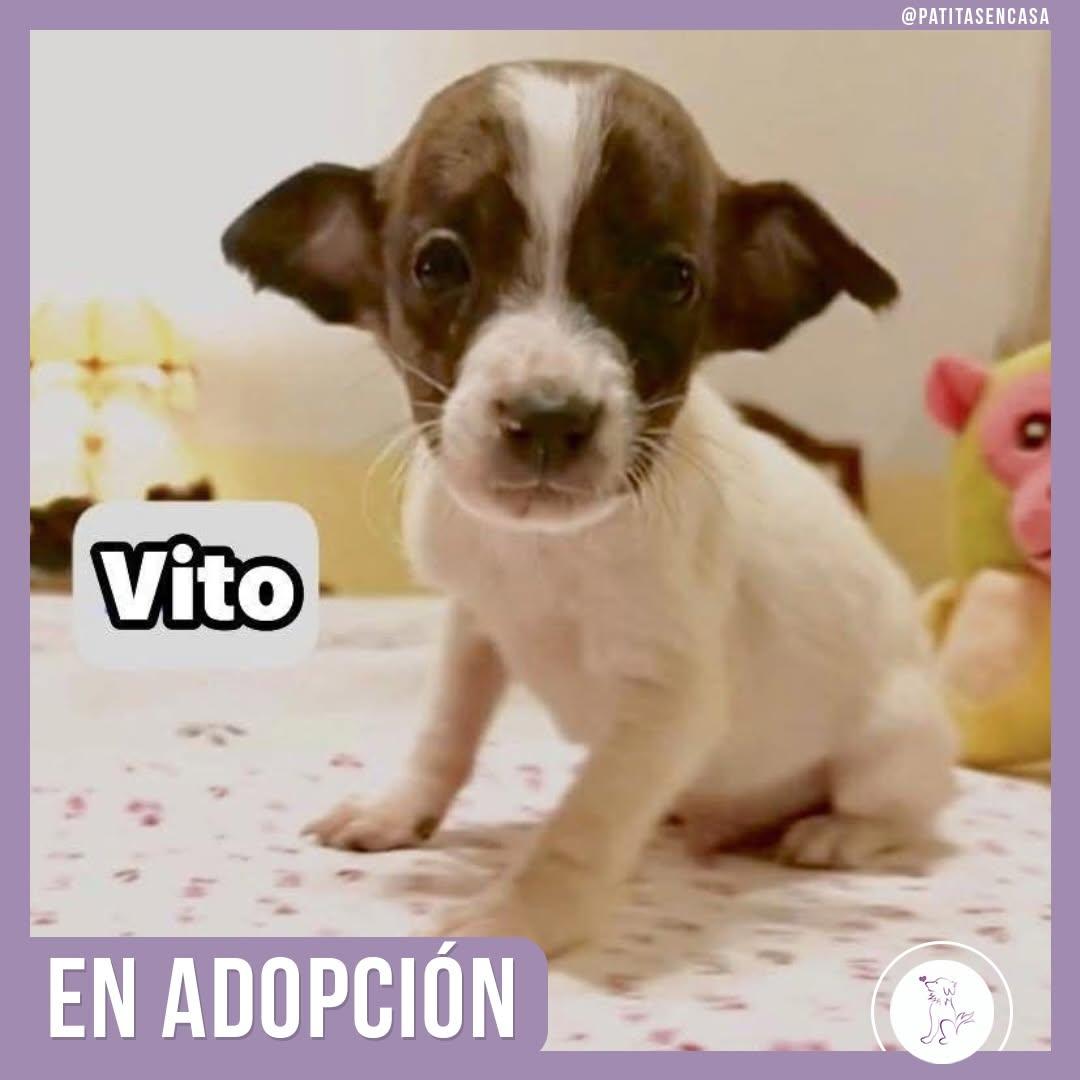 Vito (1/5)