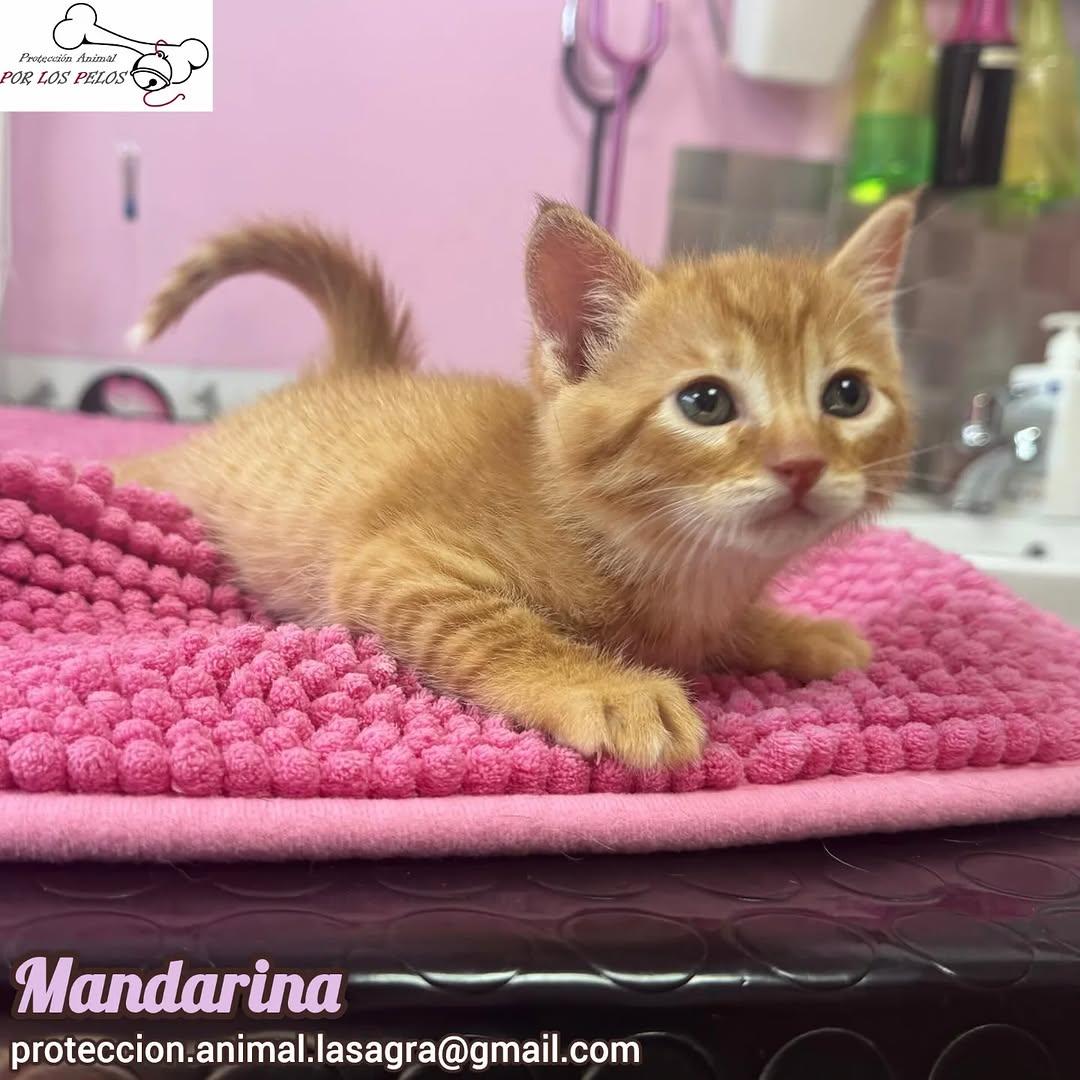 León, Mandarina, Sombra +1 (11/11)