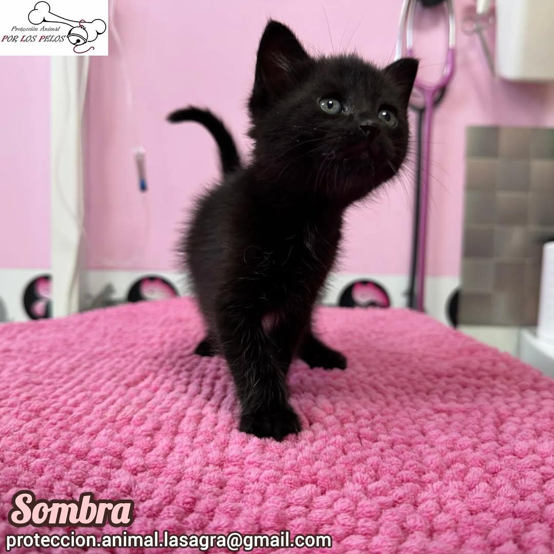 León, Mandarina, Sombra +1 (6/11)