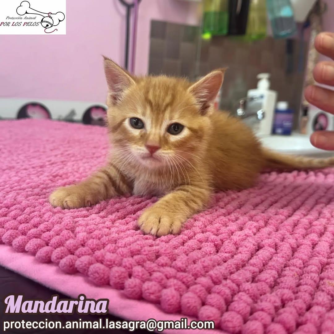 León, Mandarina, Sombra +1 (7/11)
