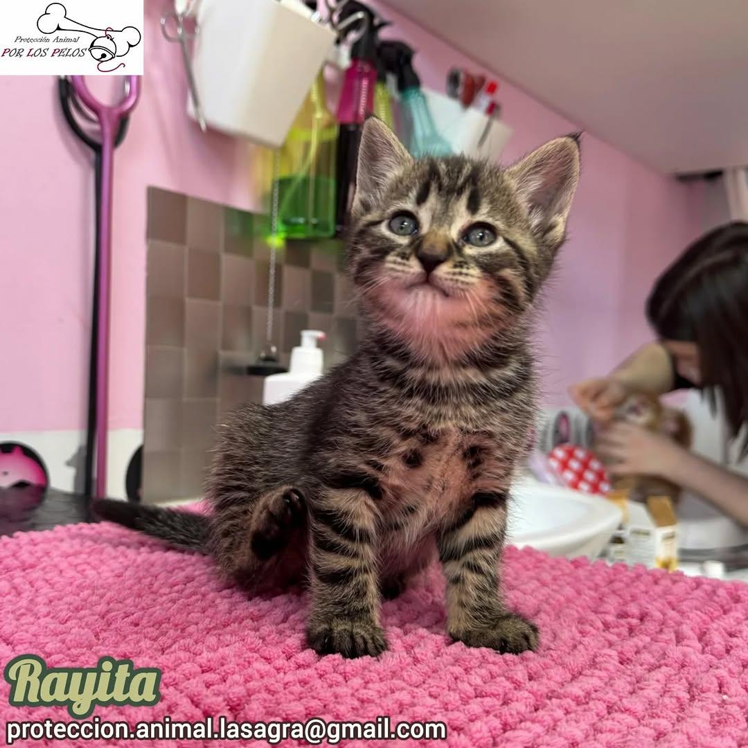 León, Mandarina, Sombra +1 (9/11)
