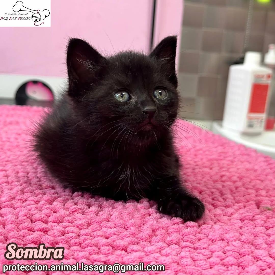 León, Mandarina, Sombra +1 (10/11)