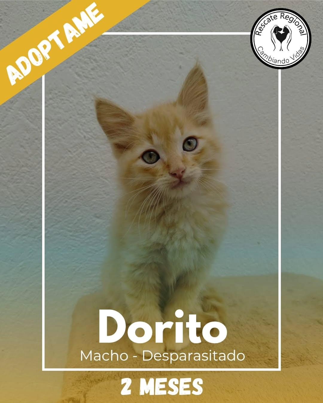 Dorito (1/5)