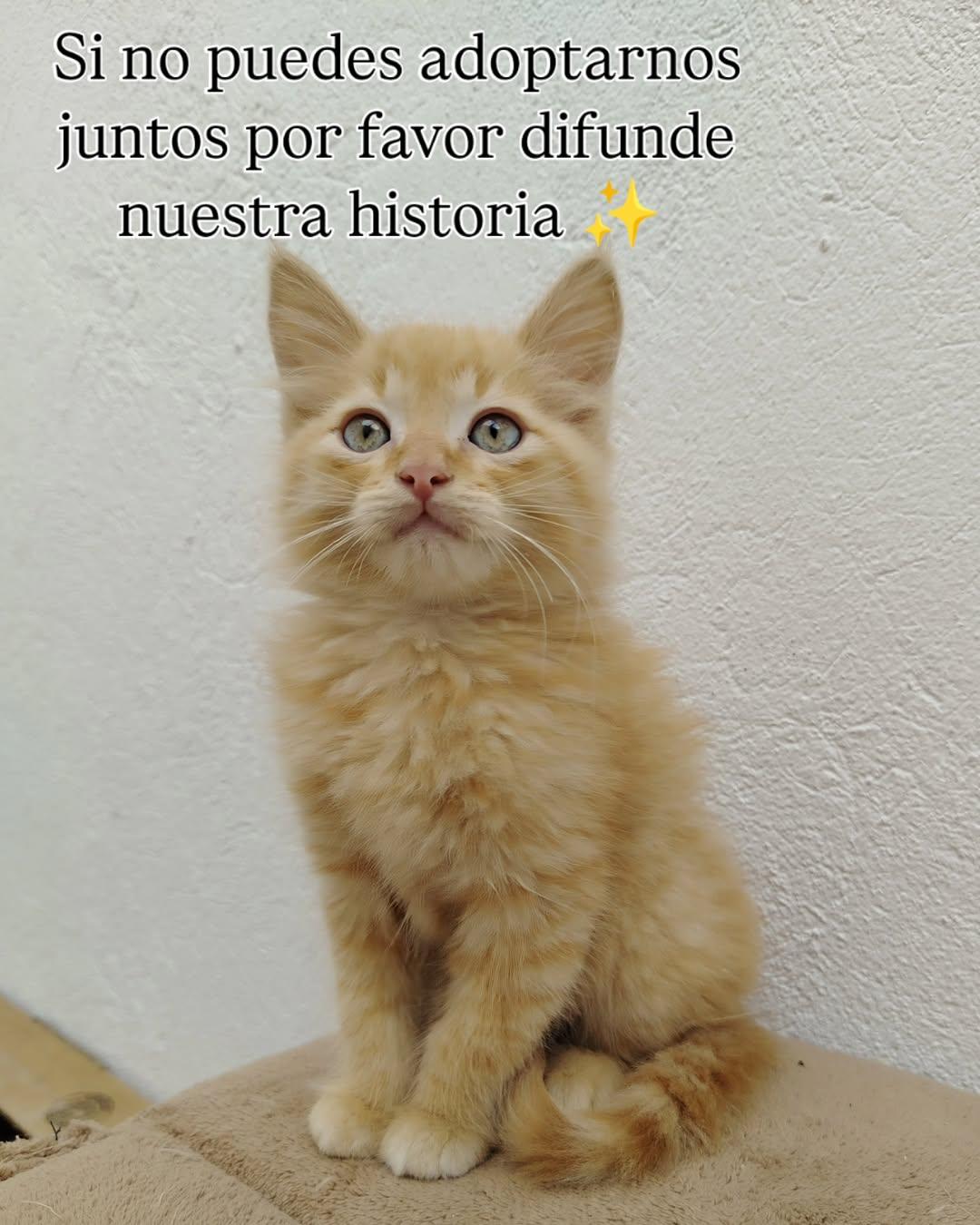 Dorito (5/5)