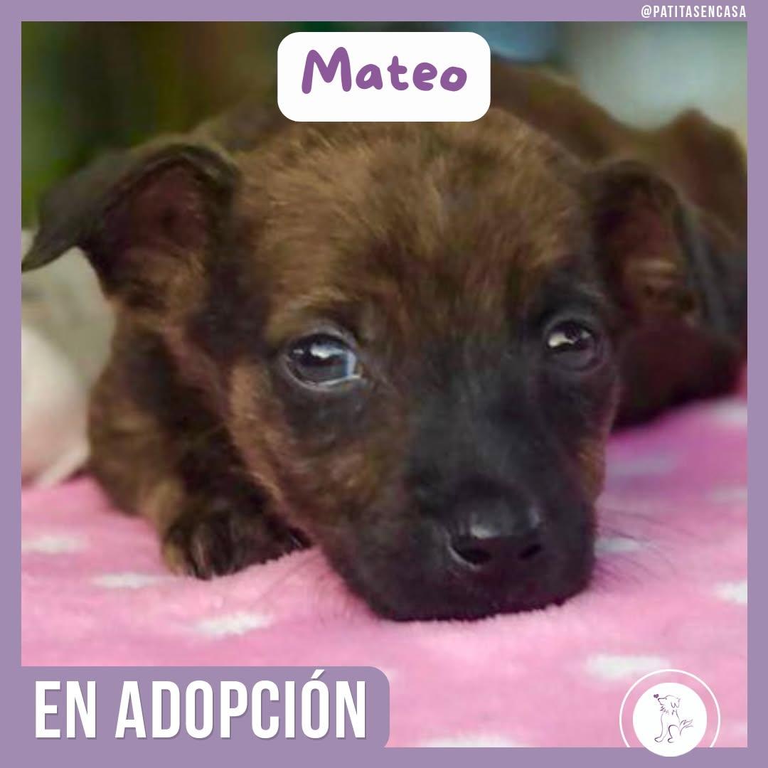 Brisa, Mateo, Nube +1 (2/4)
