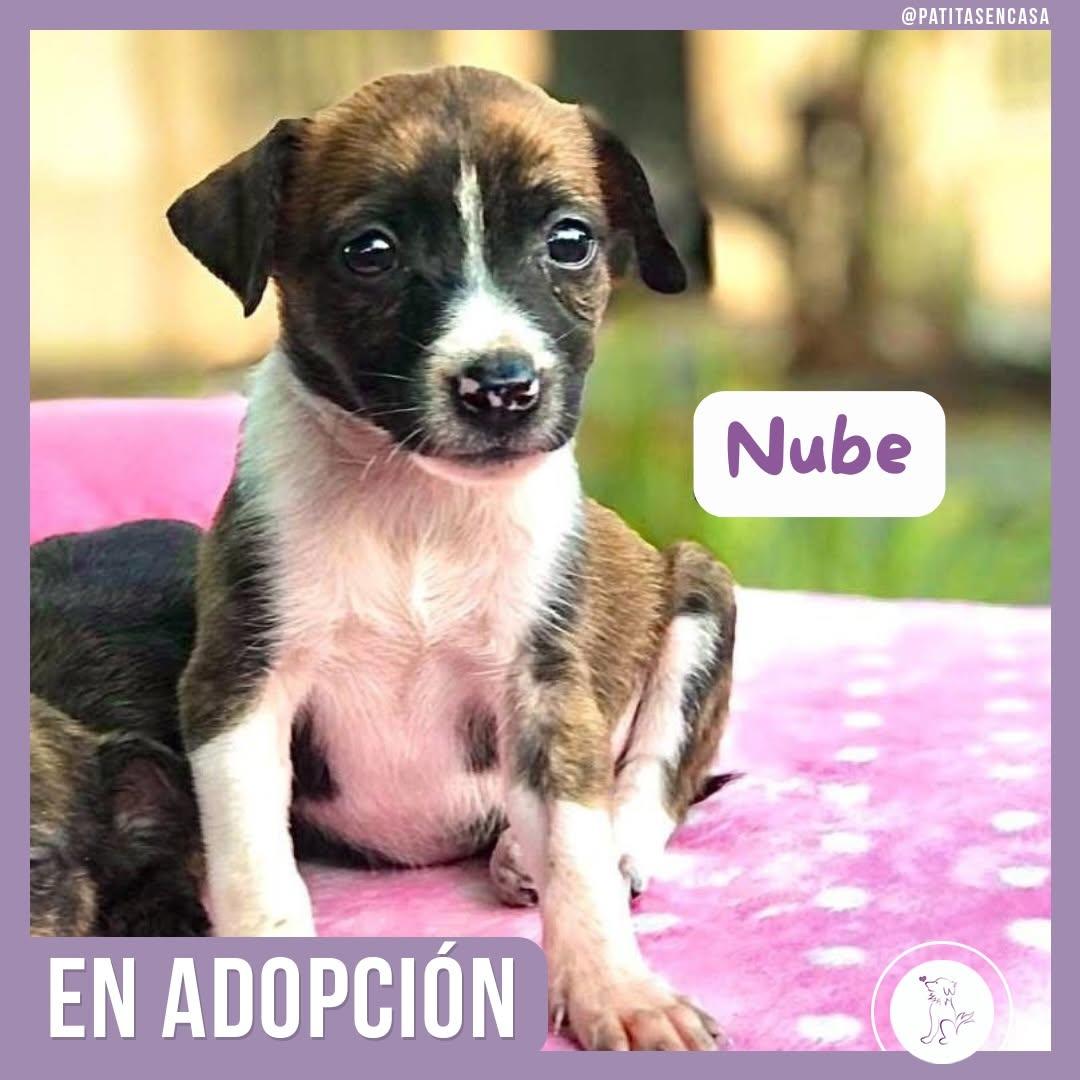 Brisa, Mateo, Nube +1 (3/4)