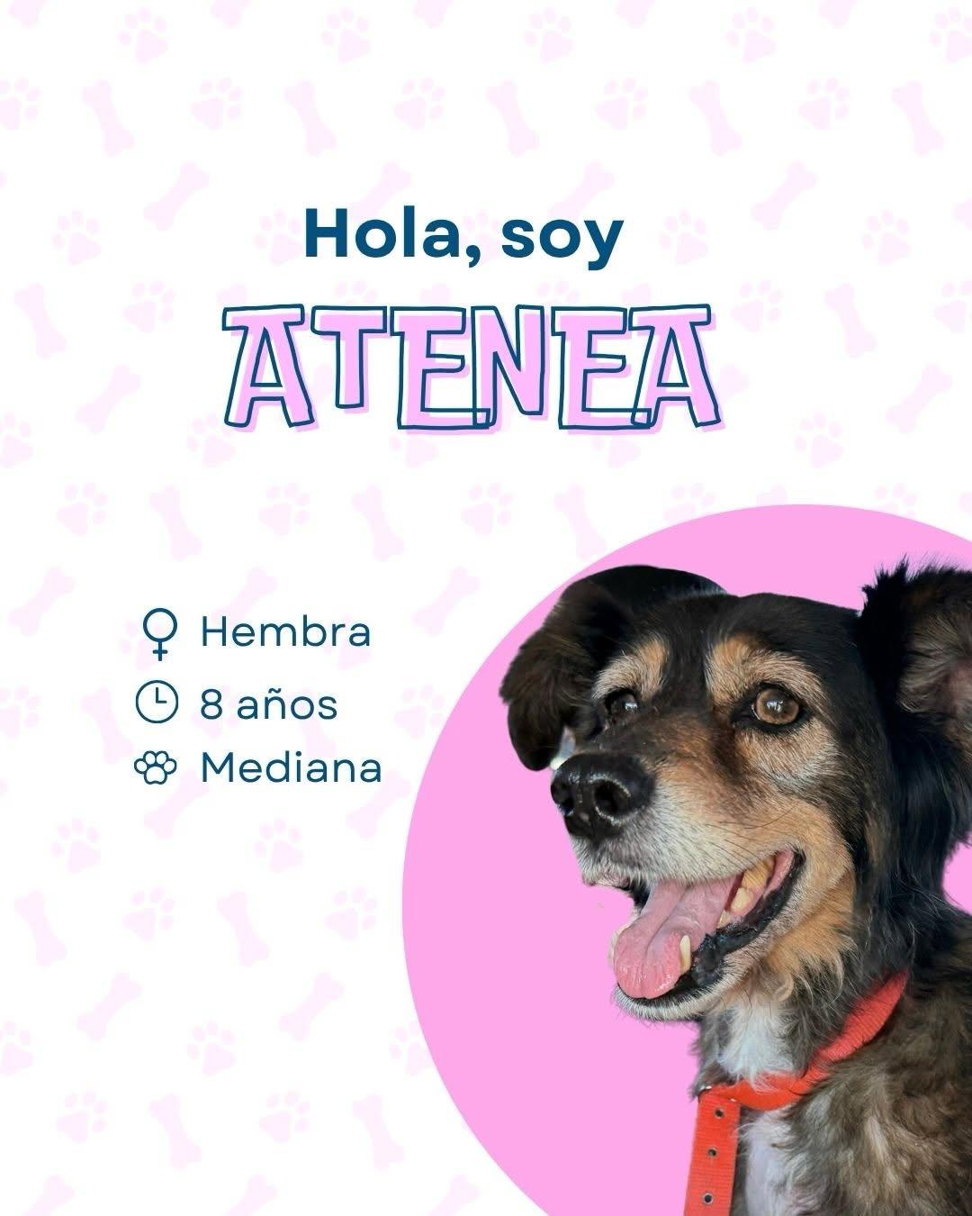 Atenea (1/4)