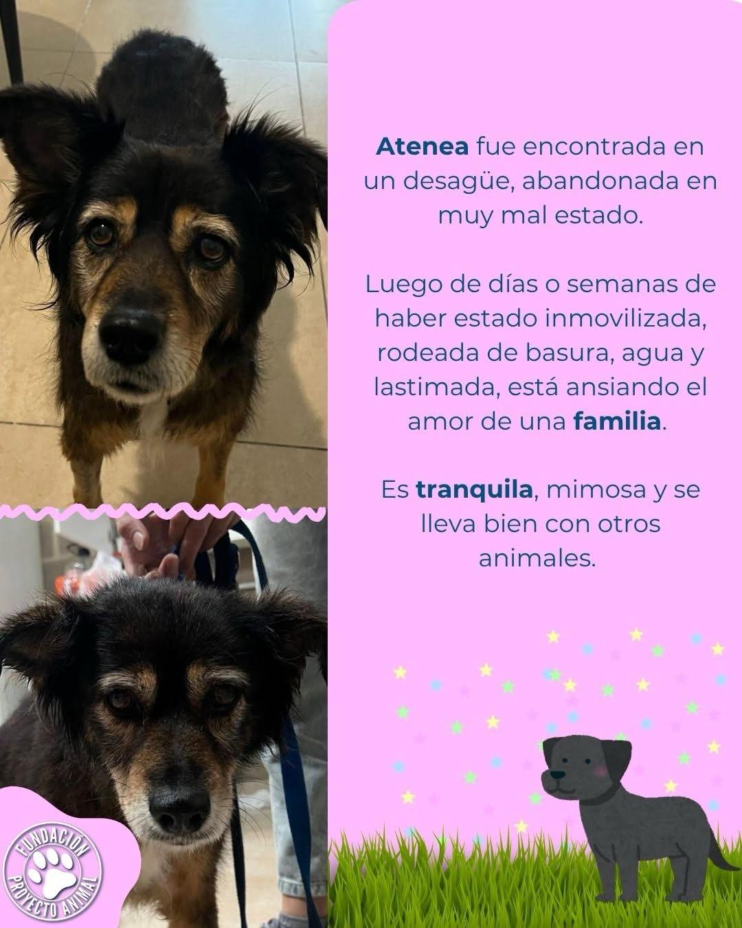 Atenea (2/4)
