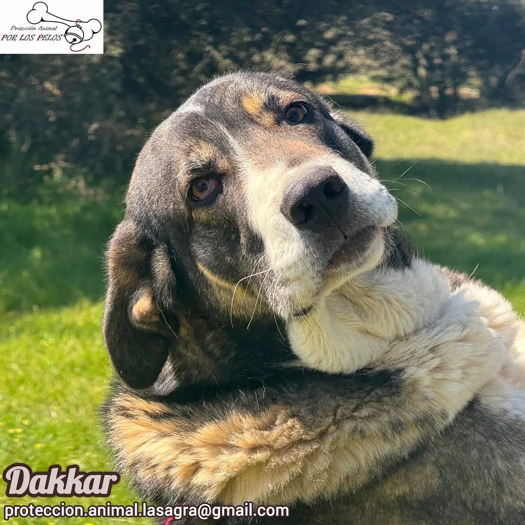 Dakkar (1/9)