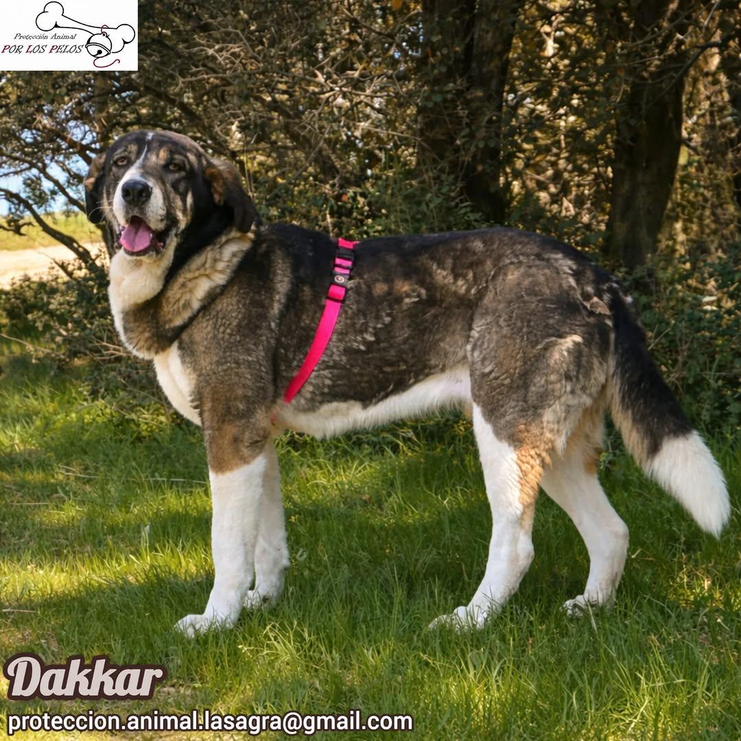 Dakkar (2/9)
