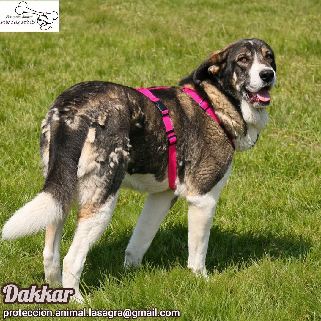 Dakkar (4/9)