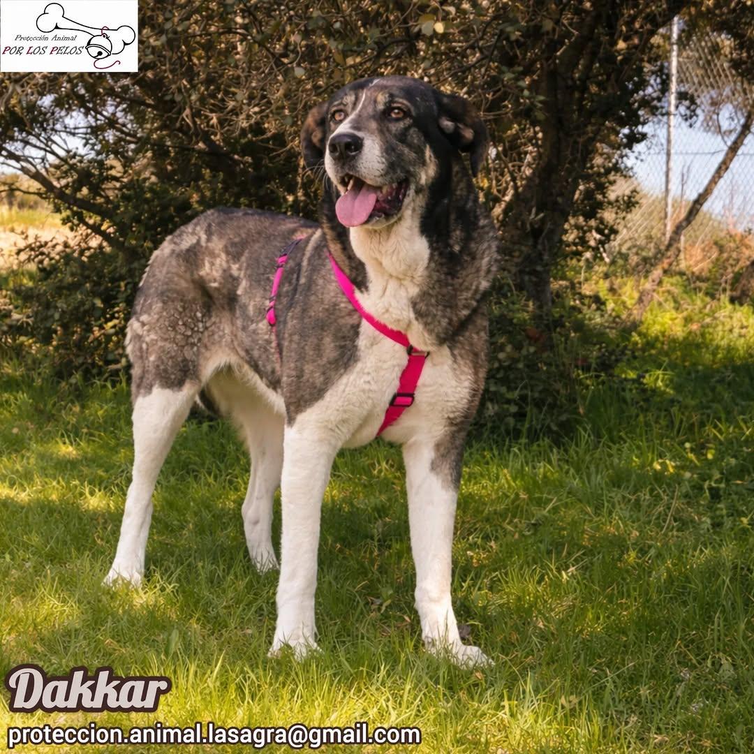 Dakkar (5/9)