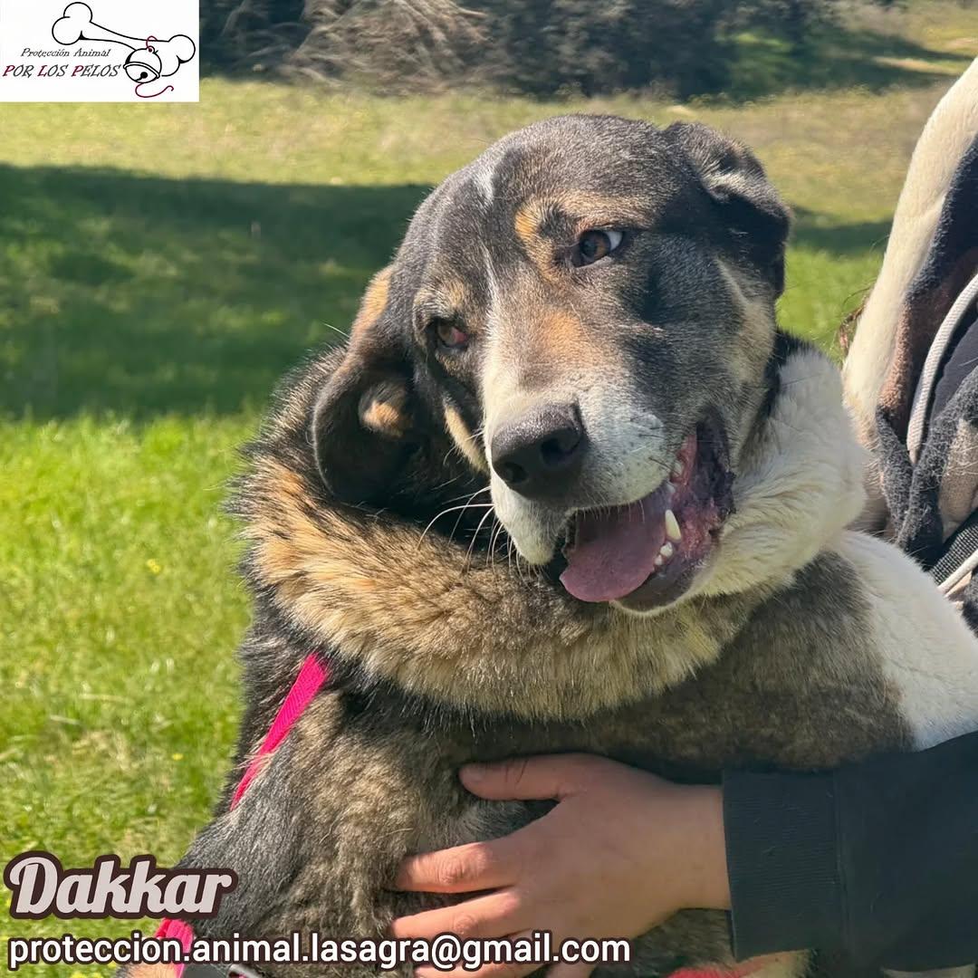 Dakkar (6/9)