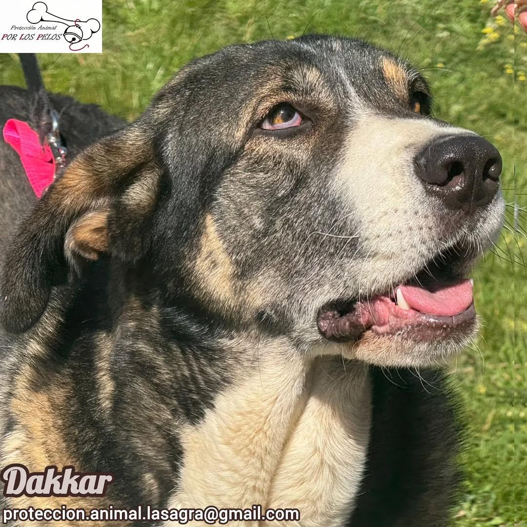 Dakkar (8/9)