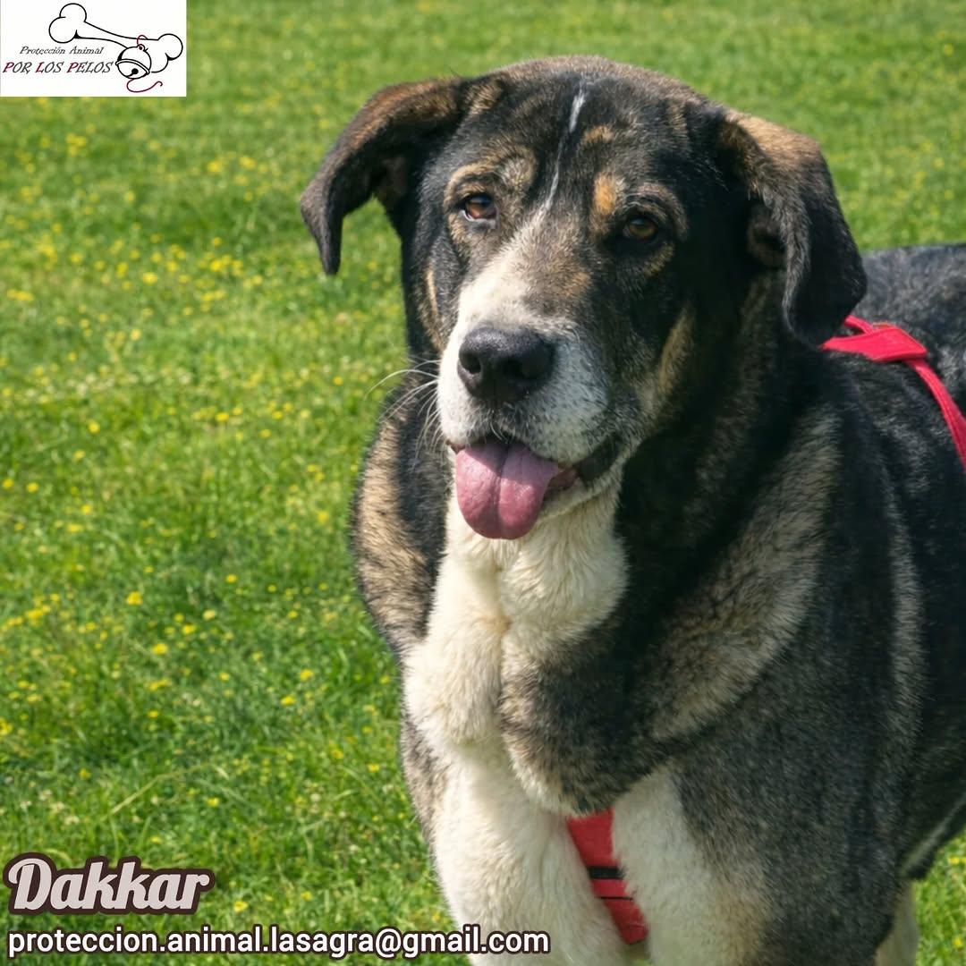 Dakkar (9/9)