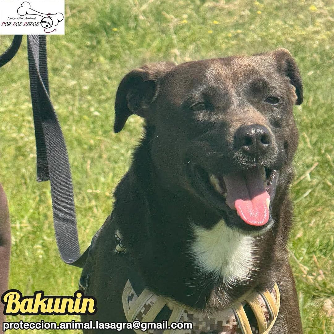 Bakunin (2/9)