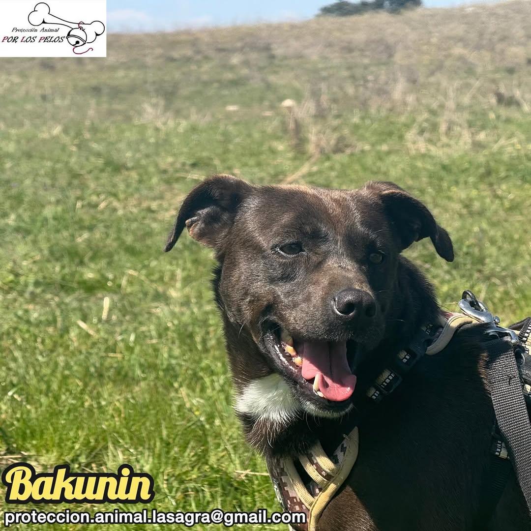 Bakunin (3/9)