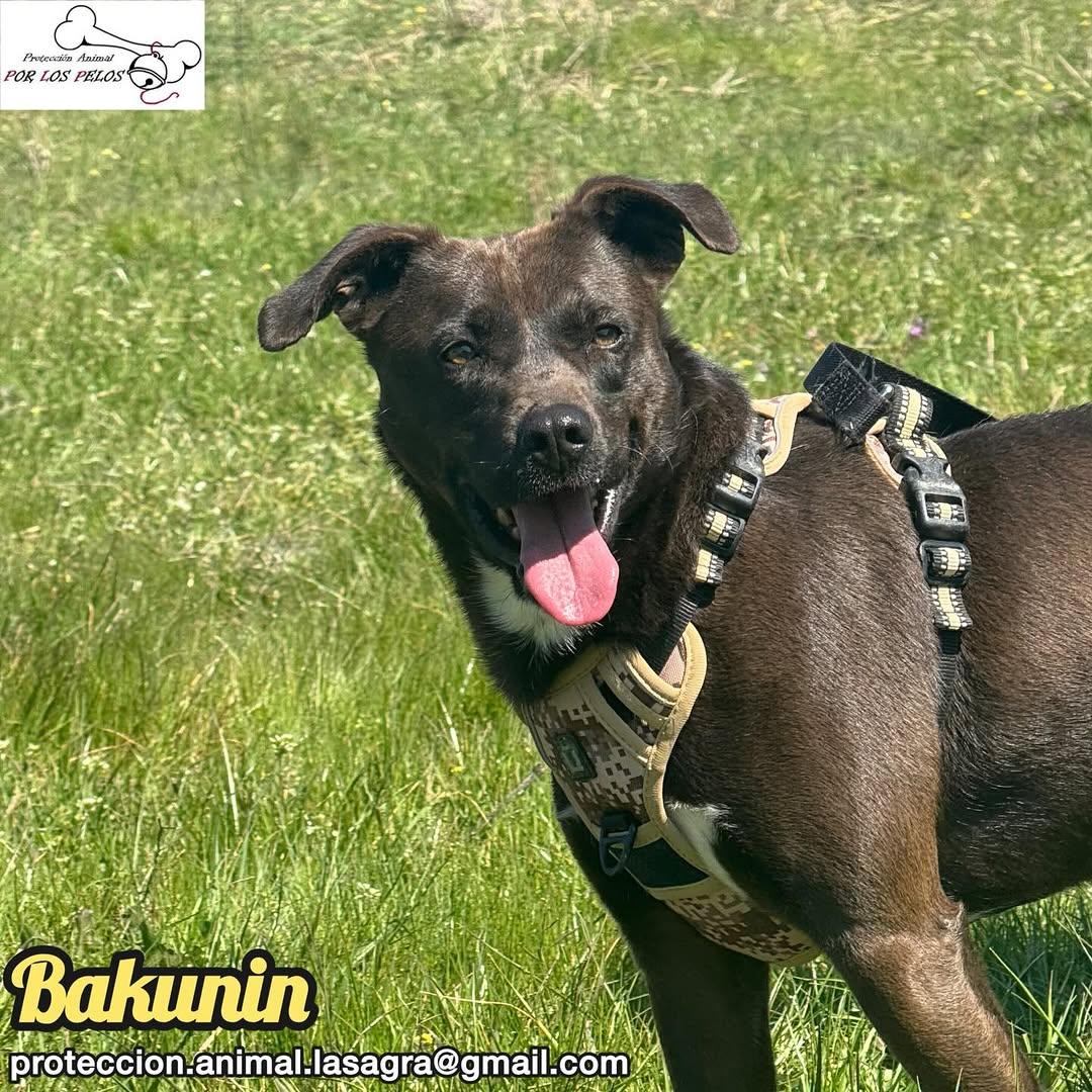 Bakunin (4/9)