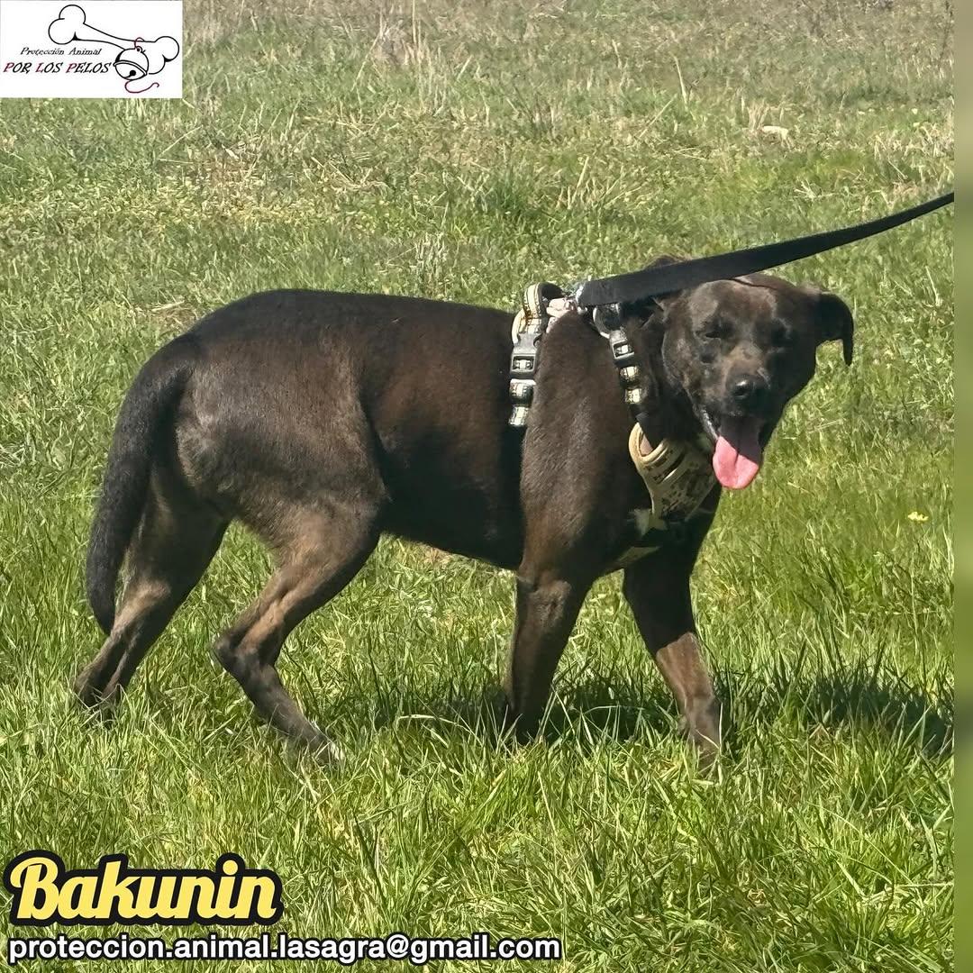 Bakunin (5/9)