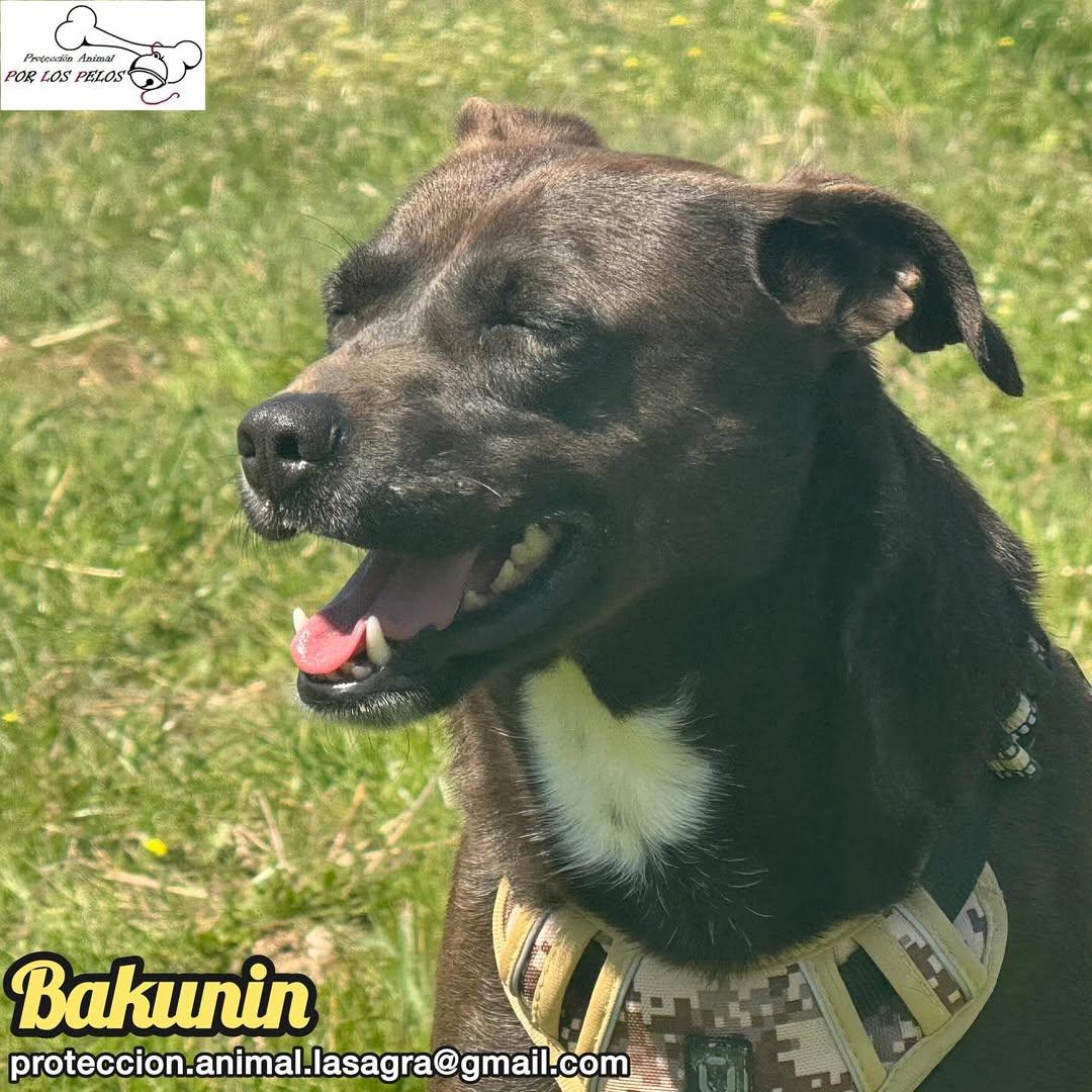 Bakunin (6/9)