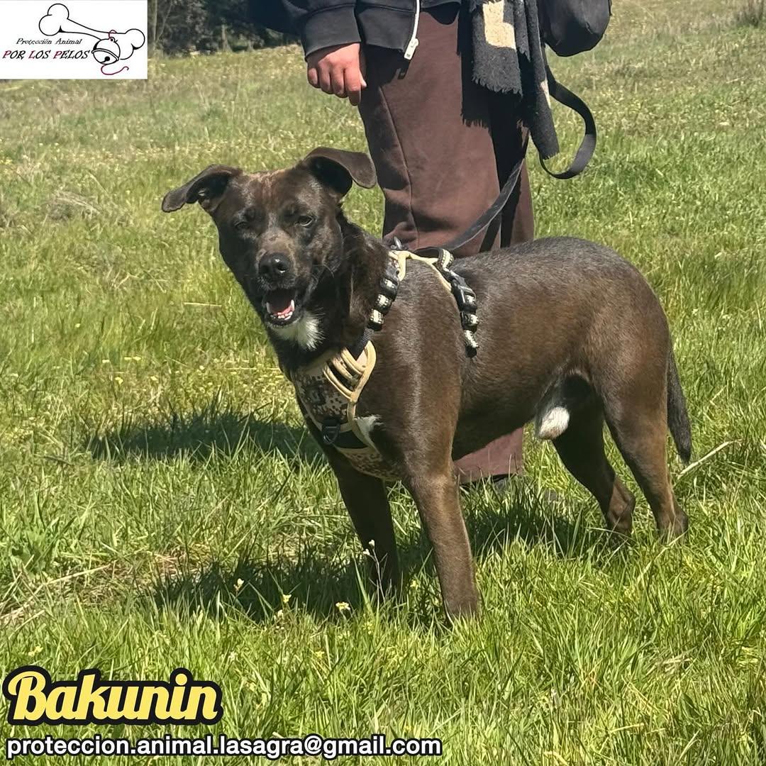Bakunin (7/9)