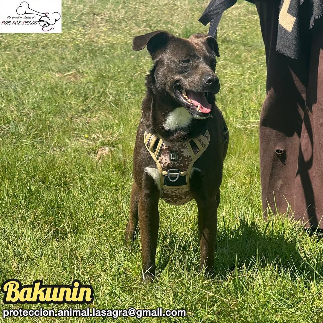 Bakunin (8/9)