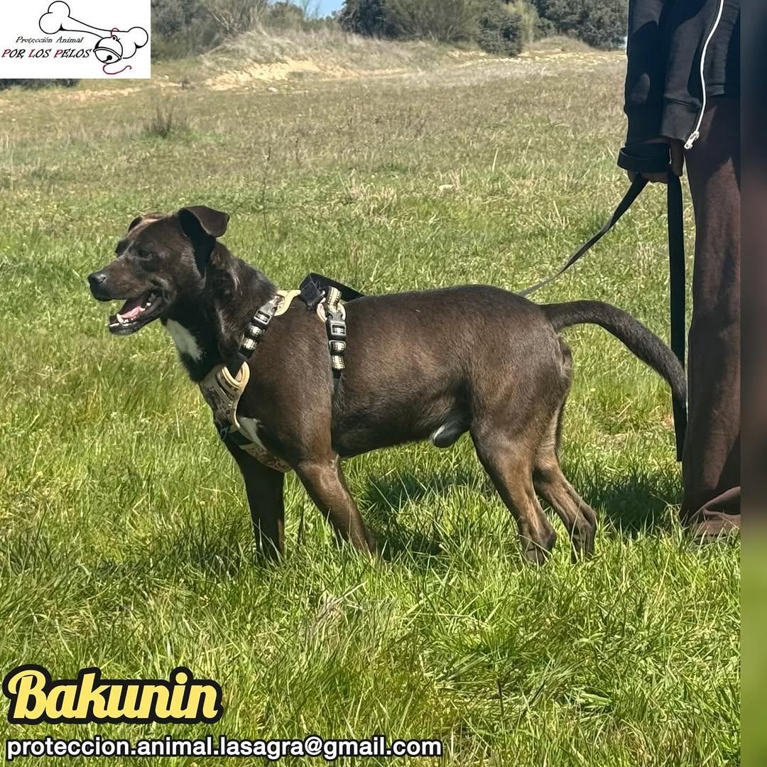Bakunin (9/9)