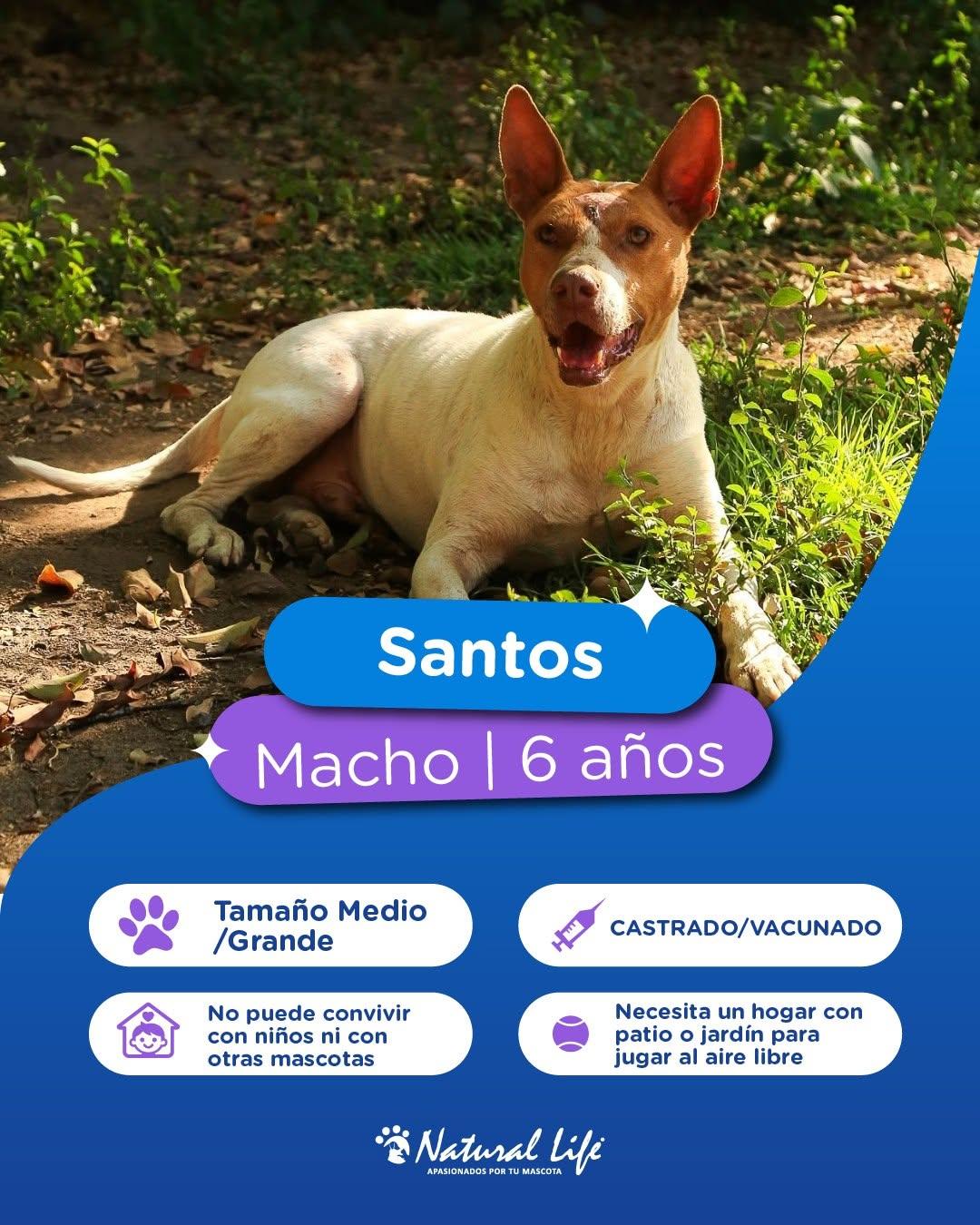 Santos, Adrenalina, Tasha +3 (2/7)
