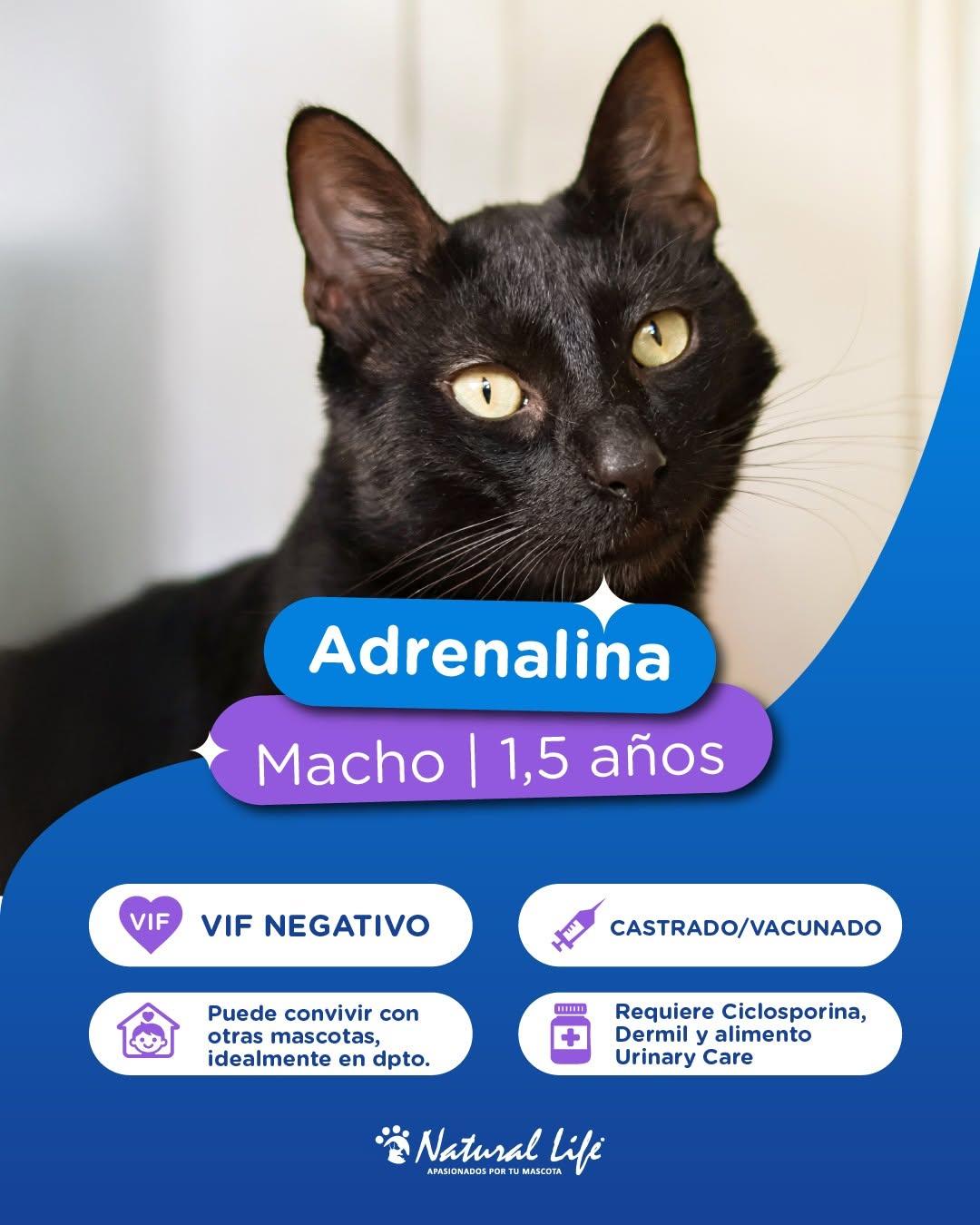Santos, Adrenalina, Tasha +3 (3/7)