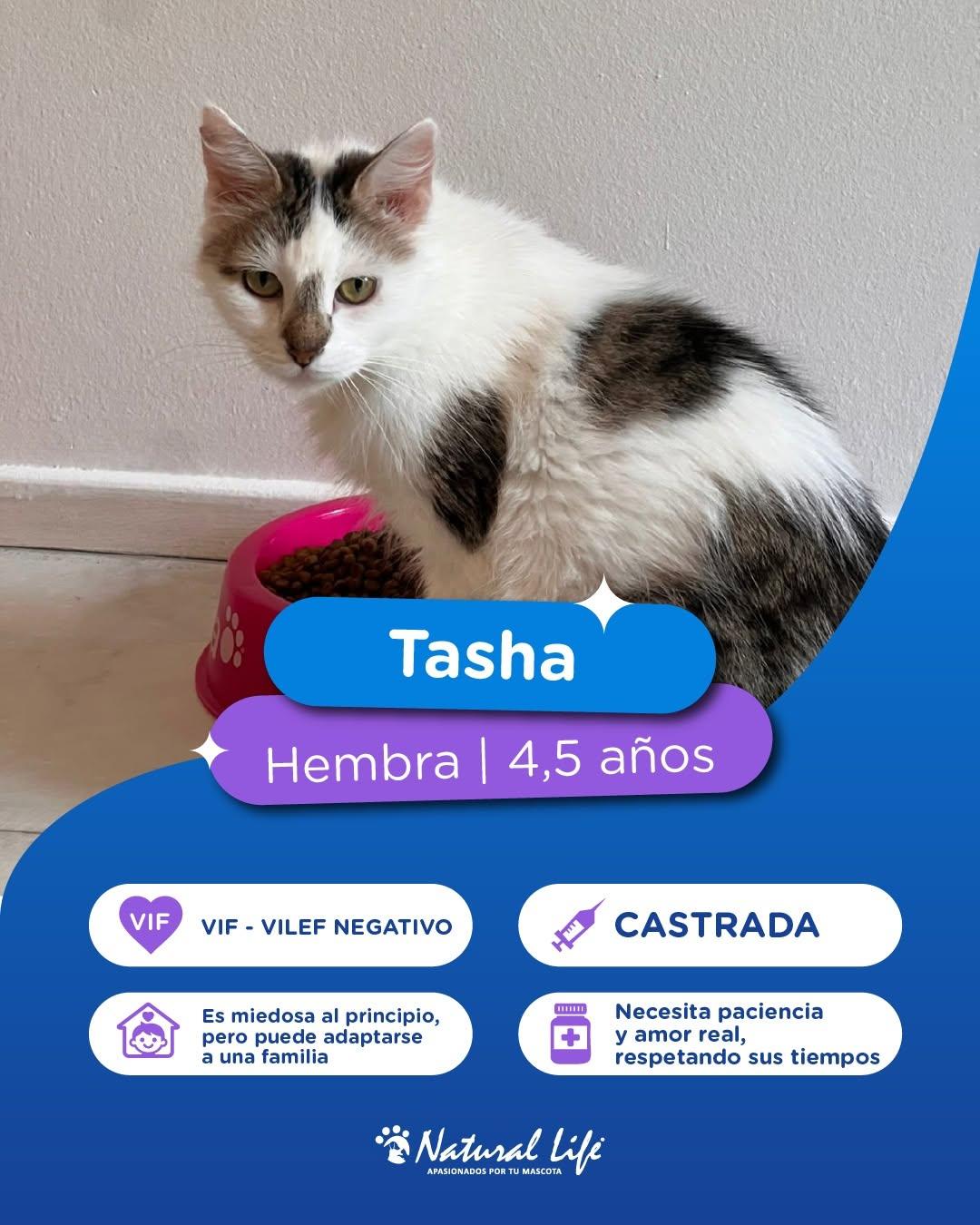 Santos, Adrenalina, Tasha +3 (4/7)