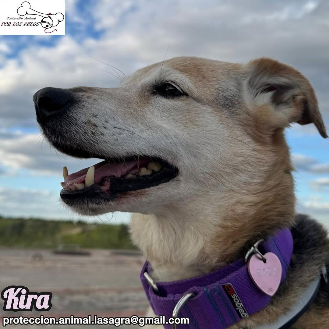 Kira (4/12)