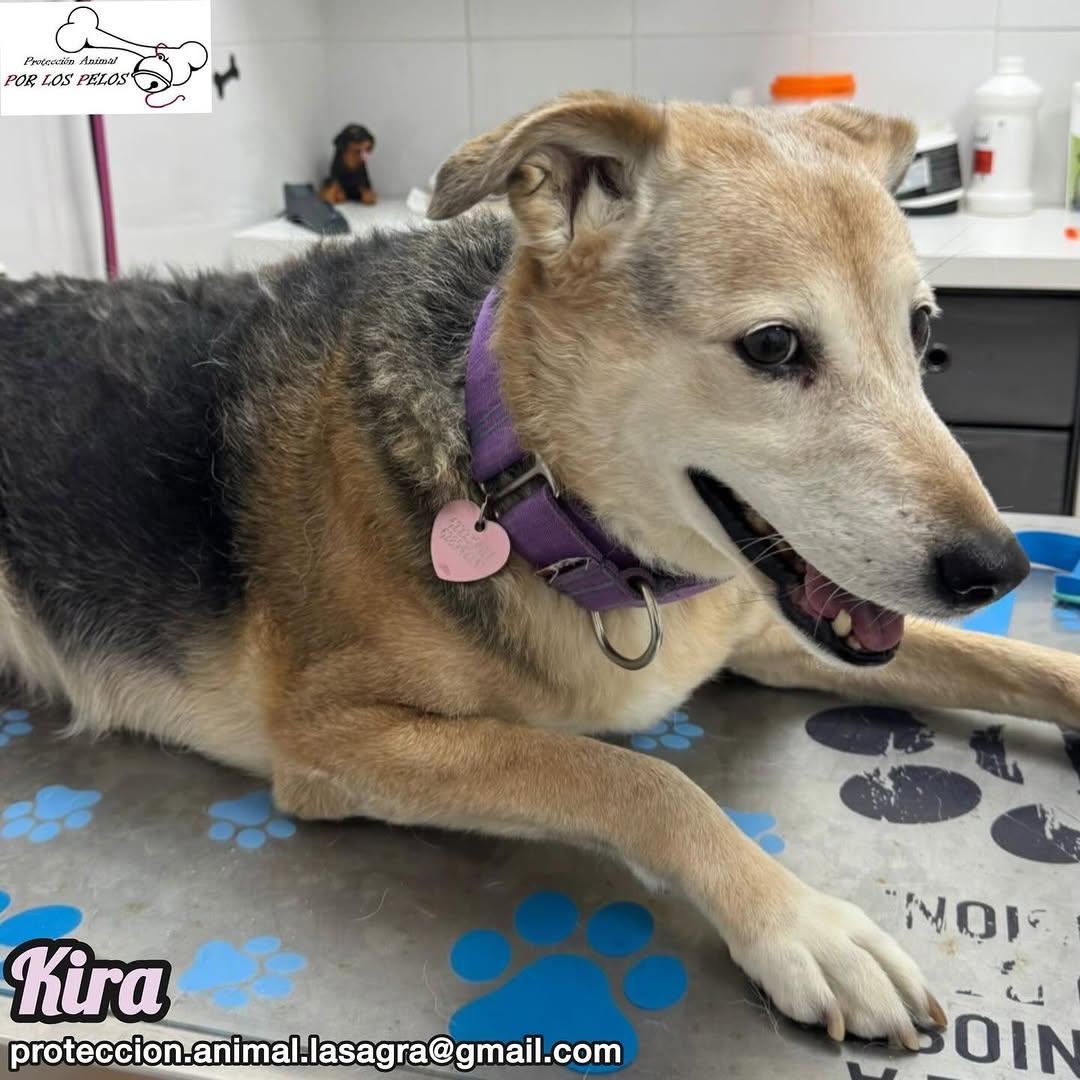 Kira (8/12)