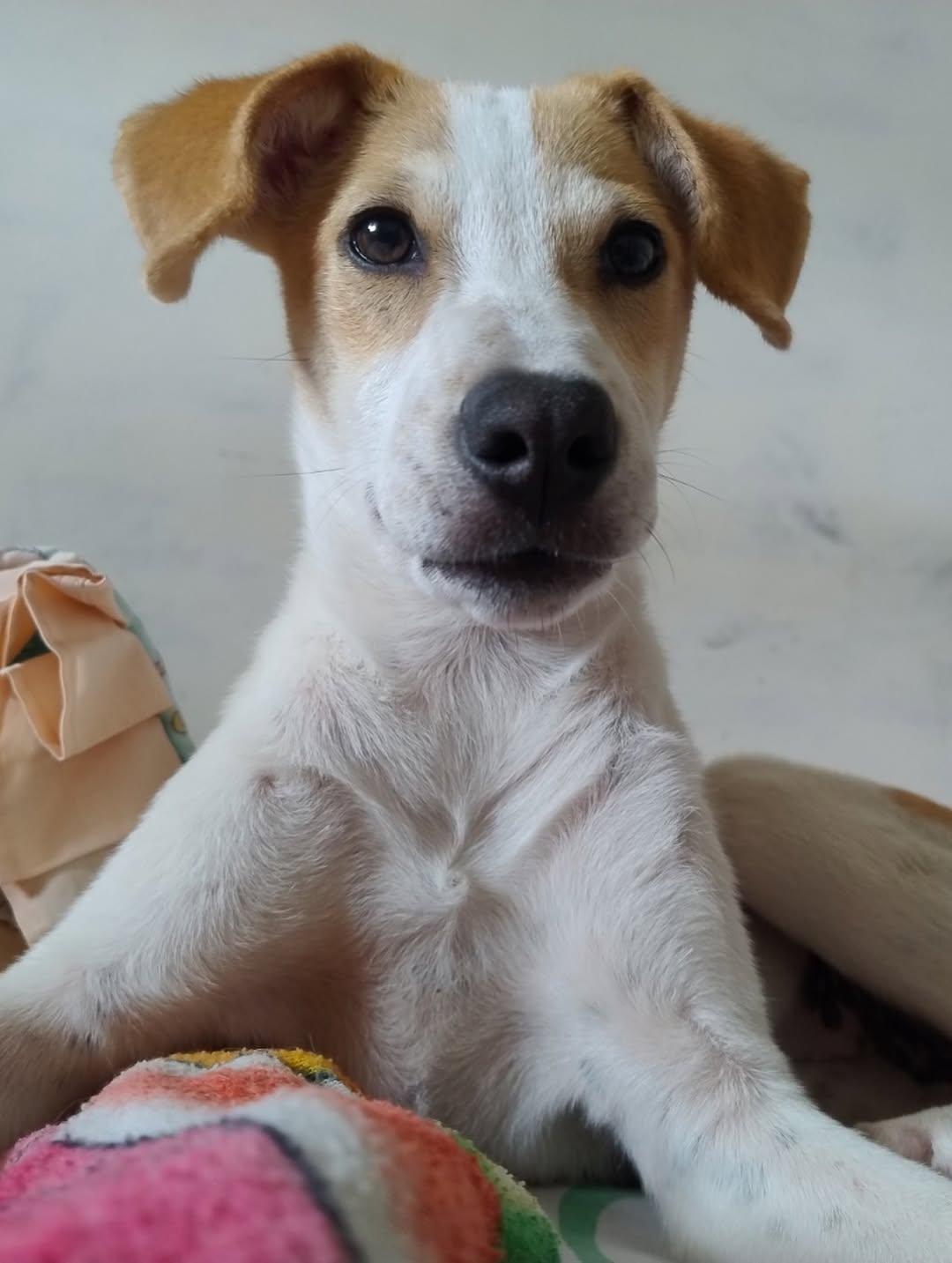 Luna, Pantera, Torombolo +3 (13/15)
