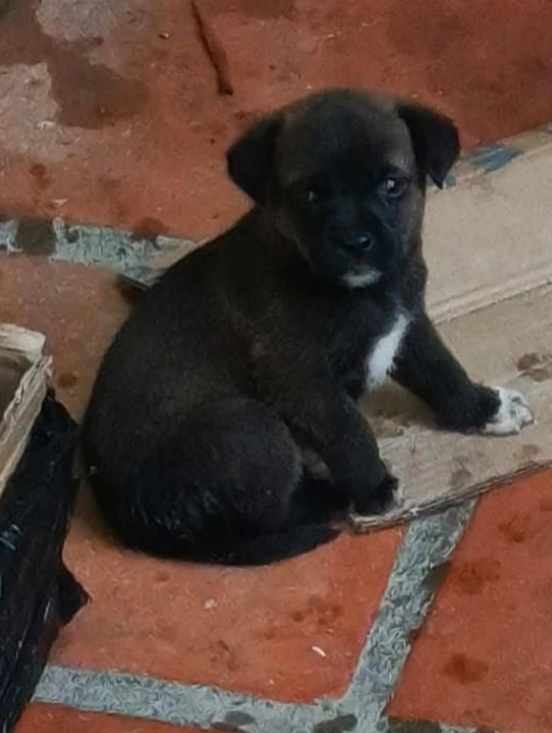 Luna, Pantera, Torombolo +3 (14/15)