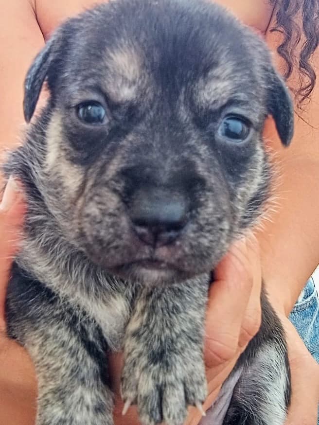 Luna, Pantera, Torombolo +3 (5/15)