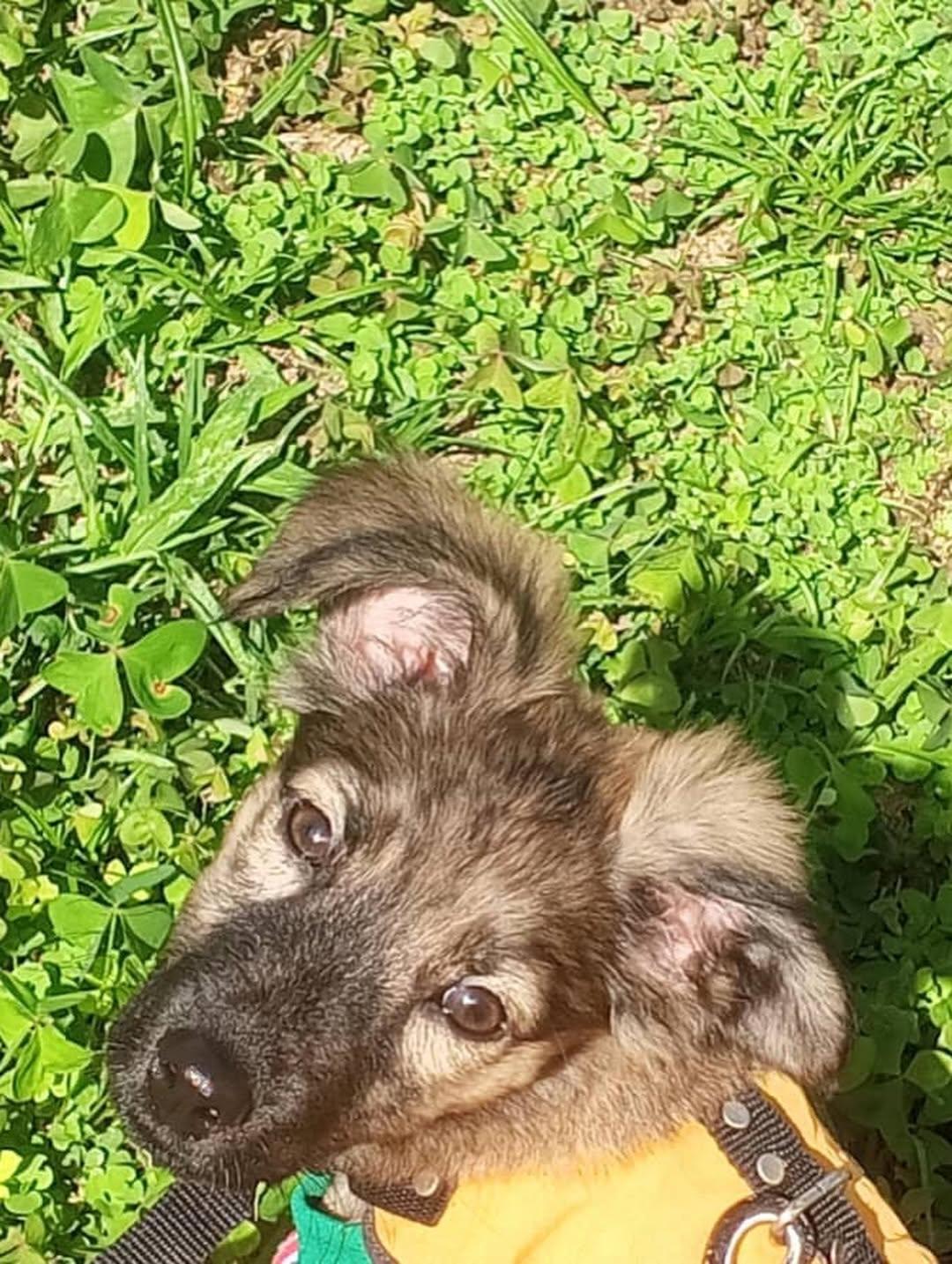 Luna, Pantera, Torombolo +3 (6/15)